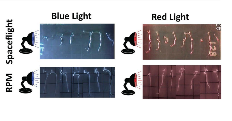 Image of seedlings under red and blue light
