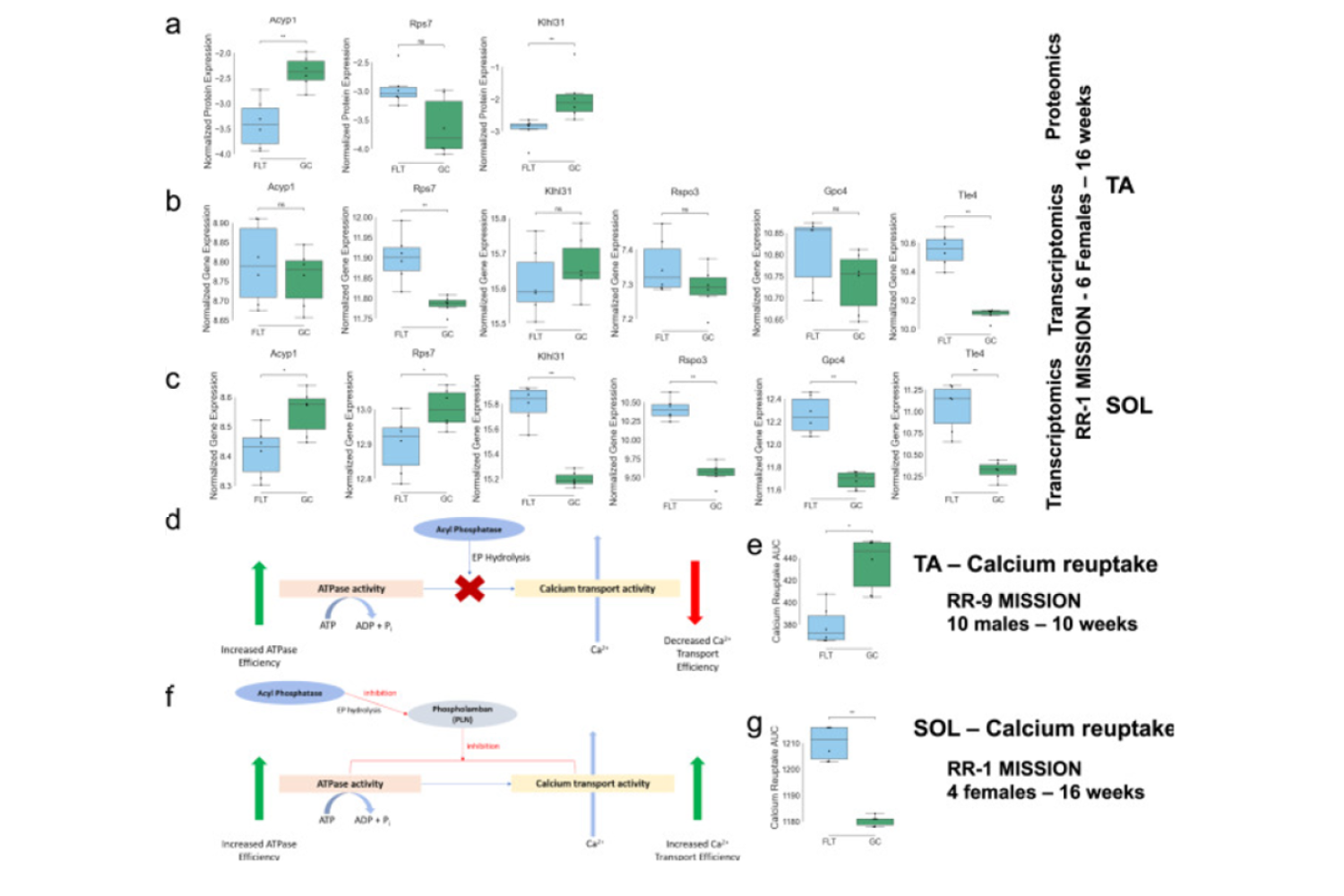 Gene/protein relationship with calcium reuptake in SOL and TA muscles and putative mechanism.