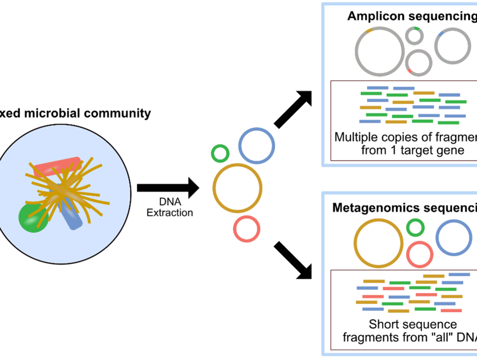Image shows the Amplicon sequencing methodology.
