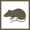 rodent icon