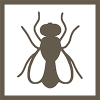 Drosophila Melanogaster Icon
