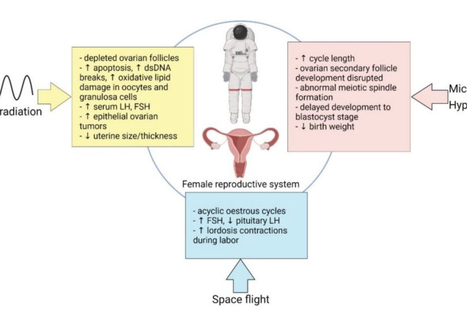Summary of the effects of microgravity, space radiation, and space flight on the female reproductive system.